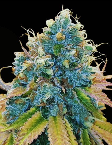 Sour Fire Tahoe Regular (Karma Genetics) 🔥 Potencia Sour OG