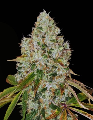 Sour Fire Tahoe Regular (Karma Genetics) 🔥 Potencia Sour OG