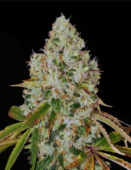 Sour Fire Tahoe Regular (Karma Genetics) 🔥 Potencia Sour OG