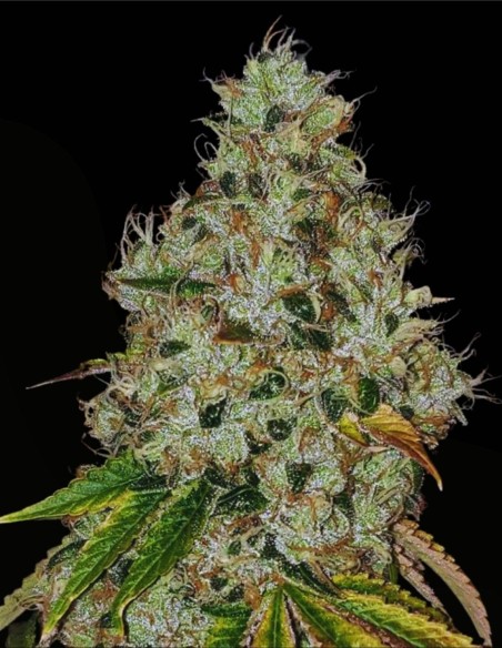 Sour Fire Tahoe Regular (Karma Genetics) 🔥 Potencia Sour OG