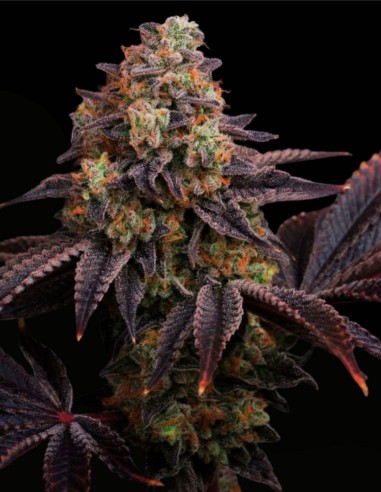 Zowahh 2.0 Regular (Karma Genetics) 🍭 Candy Hybrid