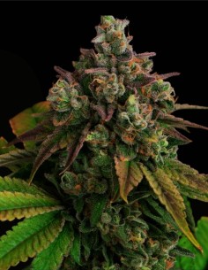 Zowahh 2.0 Regular (Karma Genetics) 🍭 Candy Hybrid 2