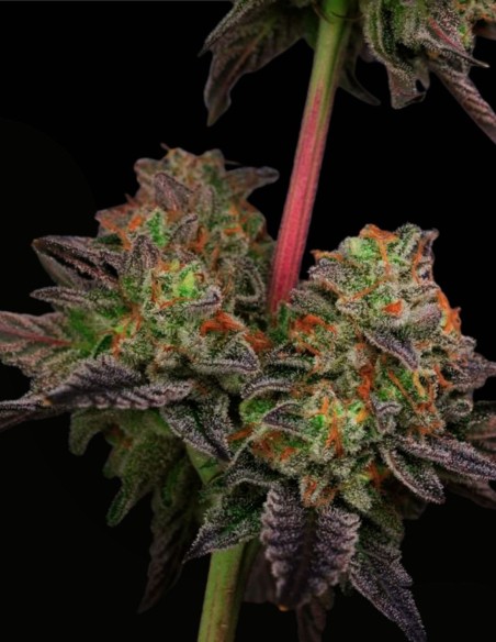 Zowahh 2.0 Regular (Karma Genetics) 🍭 Candy Hybrid