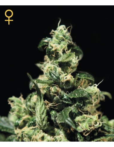 Buy Damn Sour from Greenhouse Seeds - Oaseeds