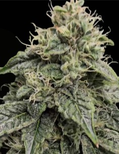 Sweatband OG Regular (Karma Genetics) 💥 Impacto Kush