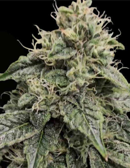 Sweatband OG Regular (Karma Genetics) 💥 Impacto Kush