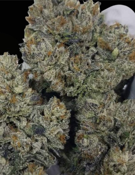 Sweatband OG Regular (Karma Genetics) 💥 Impacto Kush