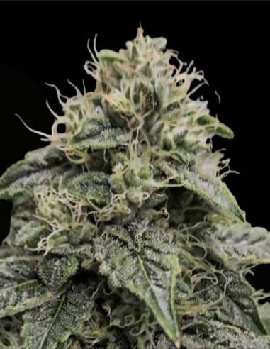 Sweatband OG Regular (Karma Genetics) 💥 Impacto Kush