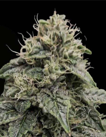 Sweatband OG Regular (Karma Genetics) 💥 Impacto Kush