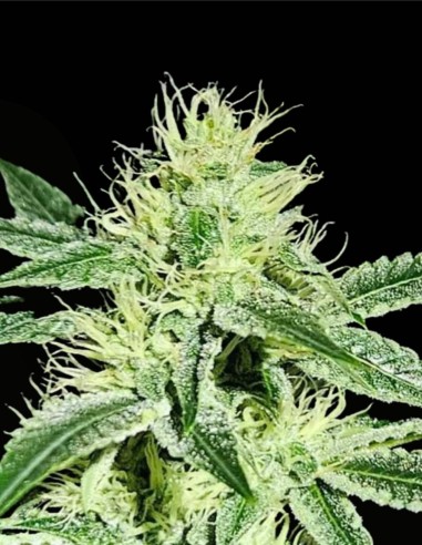 Sweatband OG Regular (Karma Genetics) 💥 Impacto Kush