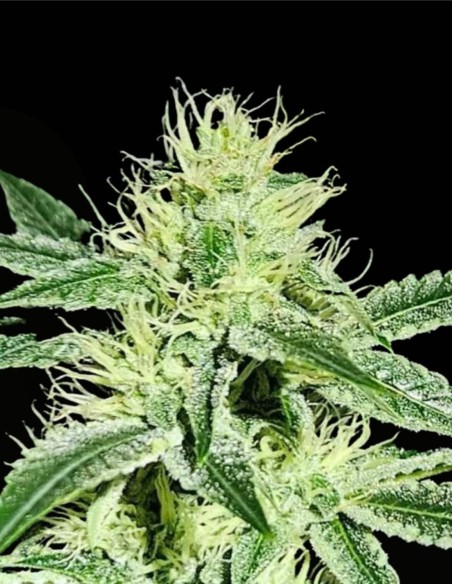 Sweatband OG Regular (Karma Genetics) 💥 Impacto Kush