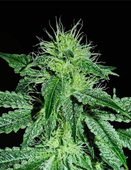 Sweatband OG Regular (Karma Genetics) 💥 Impacto Kush