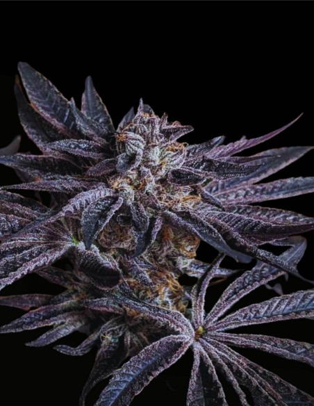 Pink Sherb (Karma Genetics) 🌸 Saveur & Forte Puissance