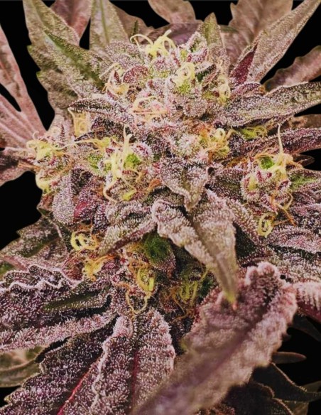 Pink Sherb (Karma Genetics) 🌸 Saveur & Forte Puissance