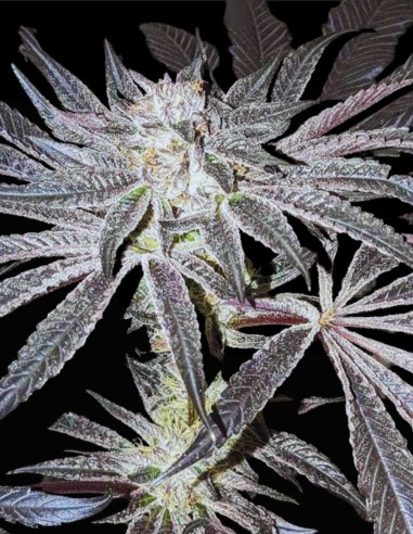 Pink Sherb (Karma Genetics) 🌸 Saveur & Forte Puissance