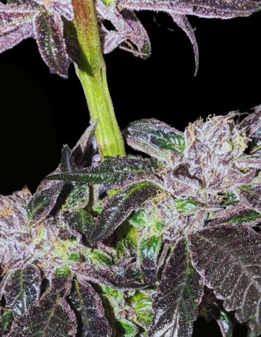 Pink Sherb (Karma Genetics) 🌸 Saveur & Forte Puissance