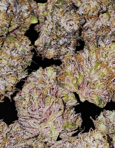 Pink Sherb (Karma Genetics) 🌸 Saveur & Forte Puissance