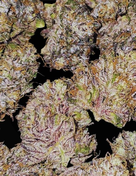 Pink Sherb (Karma Genetics) 🌸 Saveur & Forte Puissance