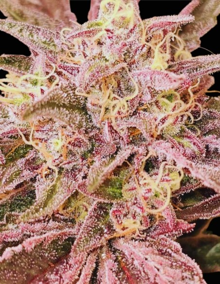 Pink Sherb (Karma Genetics) 🌸 Saveur & Forte Puissance