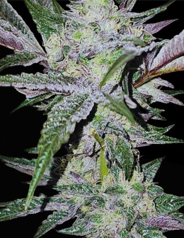 Pink Sherb (Karma Genetics) 🌸 Saveur & Forte Puissance