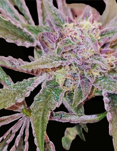 Pink Sherb (Karma Genetics) 🌸 Saveur & Forte Puissance