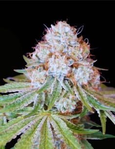 Rocky Melon (Karma Genetics) 🍈 Hybride fruité et gazeux