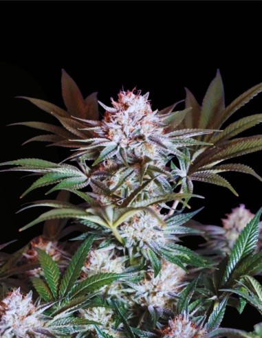 Rocky Melon (Karma Genetics) 🍈 Hybride fruité et gazeux