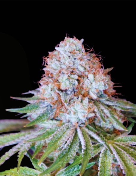 Rocky Melon (Karma Genetics) 🍈 Hybride fruité et gazeux