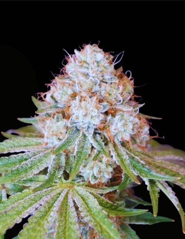 Rocky Melon (Karma Genetics) 🍈 Hybride fruité et gazeux