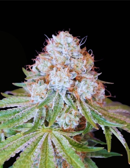 Rocky Melon (Karma Genetics) 🍈 Hybride fruité et gazeux