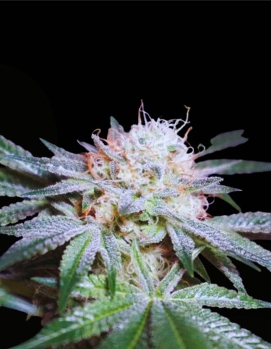 Rocky Melon (Karma Genetics) 🍈 Hybride fruité et gazeux