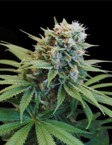 LeMello (Karma Genetics) 🍋 Puissance Lemon Gas