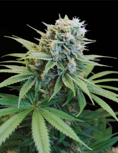 LeMello (Karma Genetics) 🍋 Puissance Lemon Gas