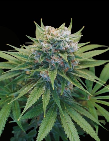 LeMello (Karma Genetics) 🍋 Puissance Lemon Gas