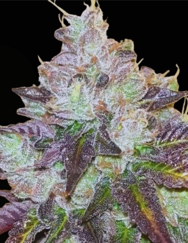 Head Rush Karma (Karma Genetics) 🧠 Saveur Funk d’Élite