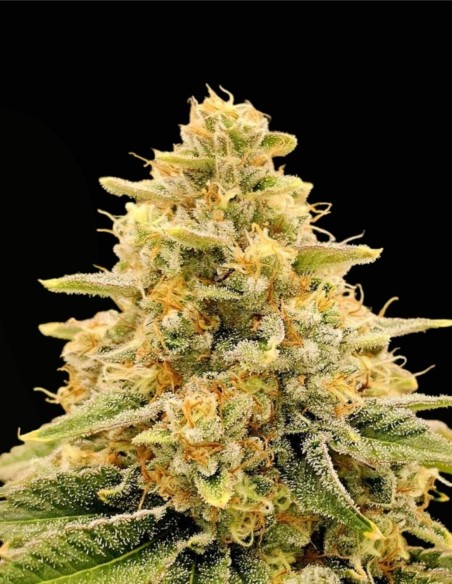 Nectar (Karma Genetics) 🍯 Saveur intense miel et banane