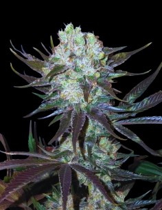 Killer Glue Seeds (Little Chief Collabs) 🦍 Indica Power