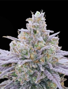 Cheddar Blossom (Karma Genetics) 🧀 Puissance Cheese x Sherb