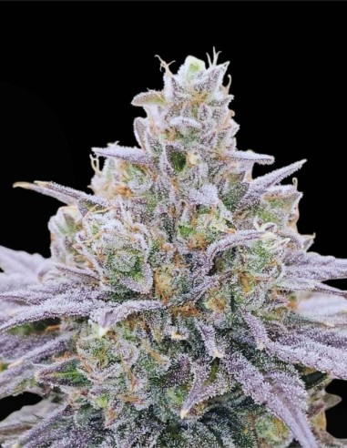 Cheddar Blossom (Karma Genetics) 🧀 Puissance Cheese x Sherb