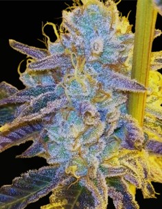 Tahoe Banger (Karma Genetics) 🔥 Hybride gazeux