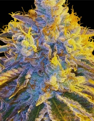 Tahoe Banger (Karma Genetics) 🔥 Hybride gazeux