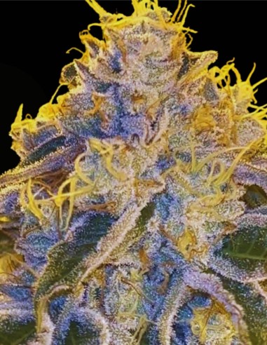 Tahoe Banger (Karma Genetics) 🔥 Hybride gazeux