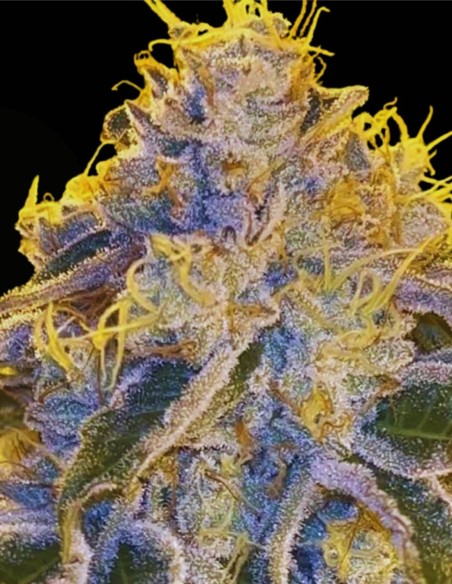 Tahoe Banger (Karma Genetics) 🔥 Hybride gazeux