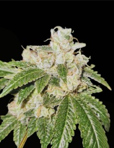 Gold Juice Regular Seeds (Karma Genetics) 🥇 Terpenos Fuel