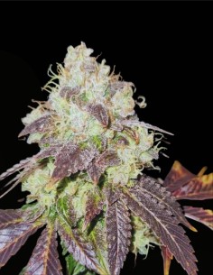 Gold Juice Regular Seeds (Karma Genetics) 🥇 Terpenos Fuel 2