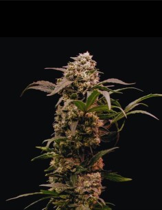 Astro Lemonade F1 Seeds (Royal Queen Seeds) 🍋 High agrumes