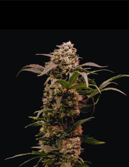 Astro Lemonade F1 Seeds (Royal Queen Seeds) 🍋 High agrumes