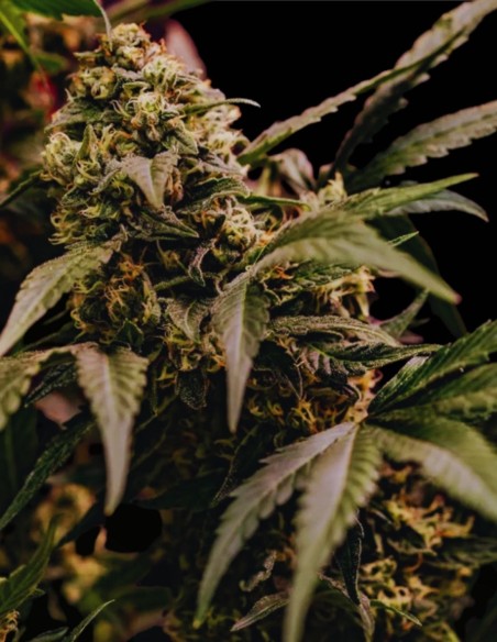 Astro Lemonade F1 Seeds (Royal Queen Seeds) 🍋 High agrumes