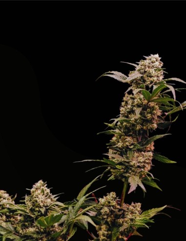 Astro Lemonade F1 Seeds (Royal Queen Seeds) 🍋 High agrumes
