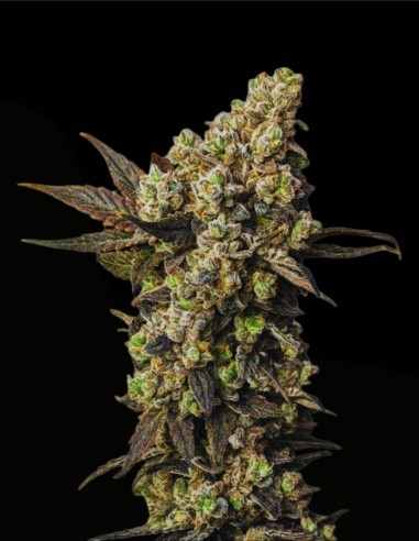 Astro Lemonade F1 Seeds (Royal Queen Seeds) 🍋 High agrumes